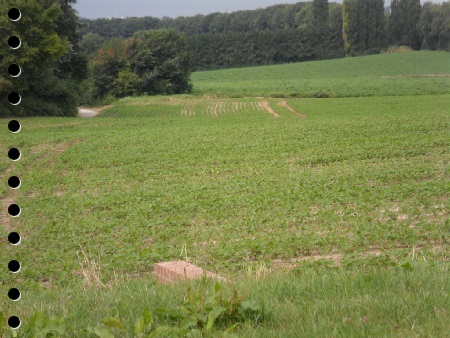 et à côté de ce chemin à 7kms des bâtiments de la CEE un champ de haricots, semé fin juillet, c'est pas le mien mais cela prouve que BRUXELLES est une capitale VERTE  hum hum...