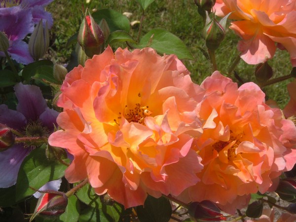 Westerland en plus son parfum