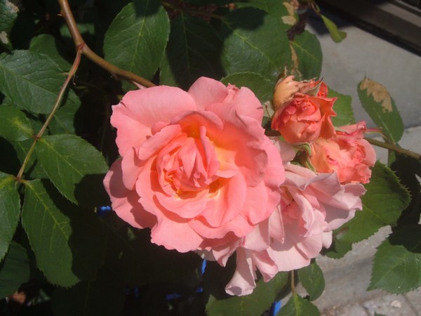 soirée de bonheur grimpant