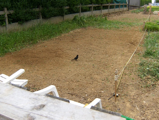 le merle voleur de fraises