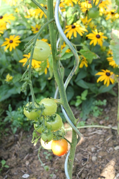 harvest of health 1308.JPG