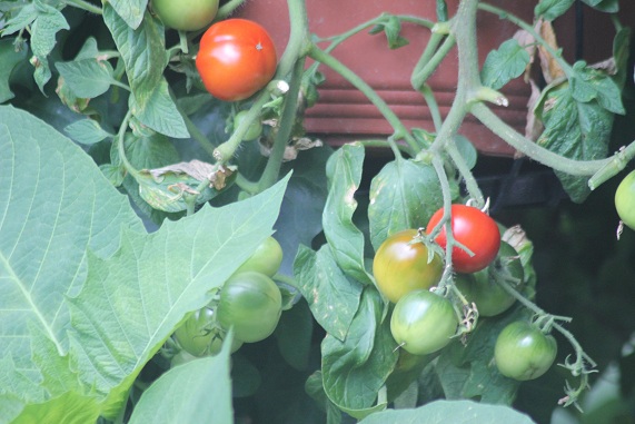 julia 1547 pot 1408.JPG