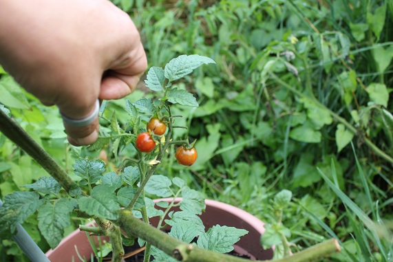 petit moineau 1308.JPG