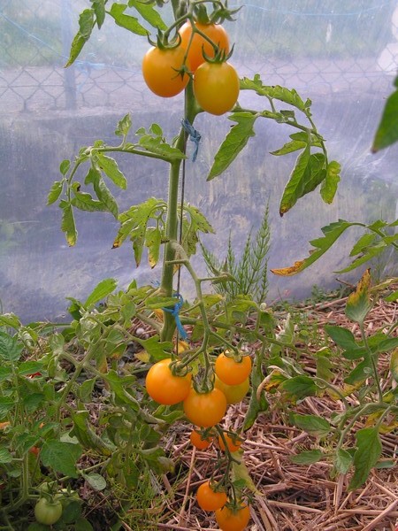Livingston's Gold Ball