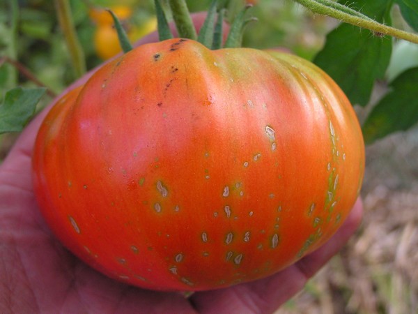 Marmande de Montpellier