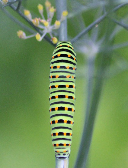 machaon chenille 1708.JPG