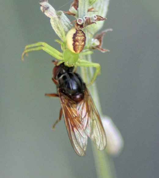 diae mouche 2108.JPG