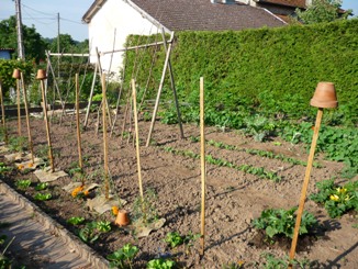 Potager mai.jpg