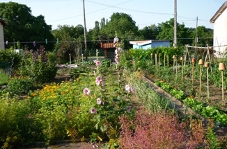 Potager juin juin.jpg