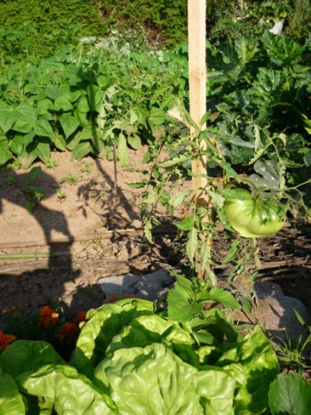 Salade tomate haricots.jpg