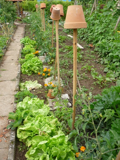 Salades tomates oeillets d'inde.jpg