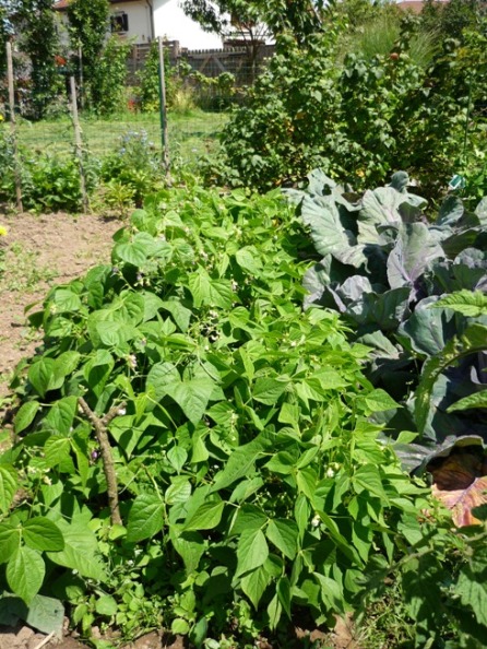 Triomphe de farcy et choux rouges.jpg