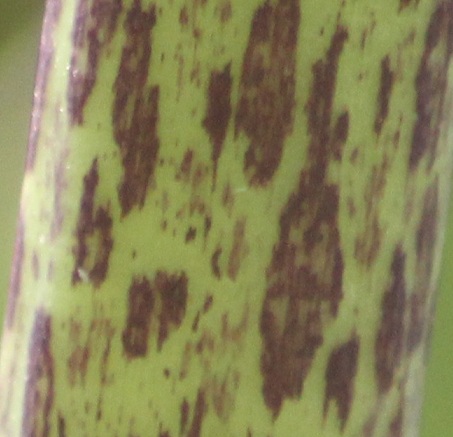 quizz 2208.JPG