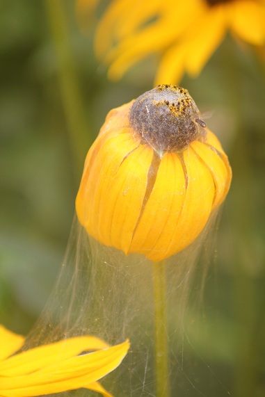 rudbeckia toile 2208.JPG