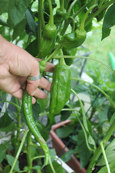 corne taureau 3008.JPG