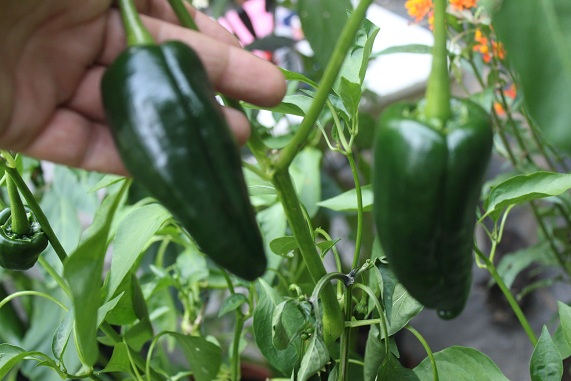 puebla de poblano 3008.JPG