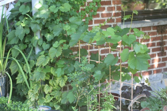 vigne 0309.JPG