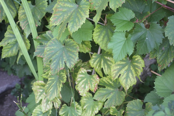 vigne malade 0309.JPG