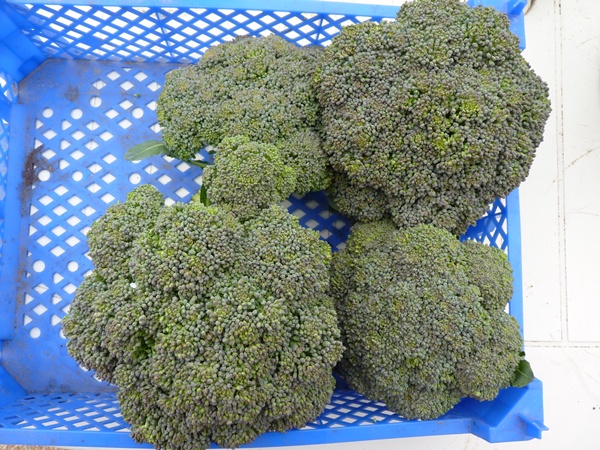 choux brocoli