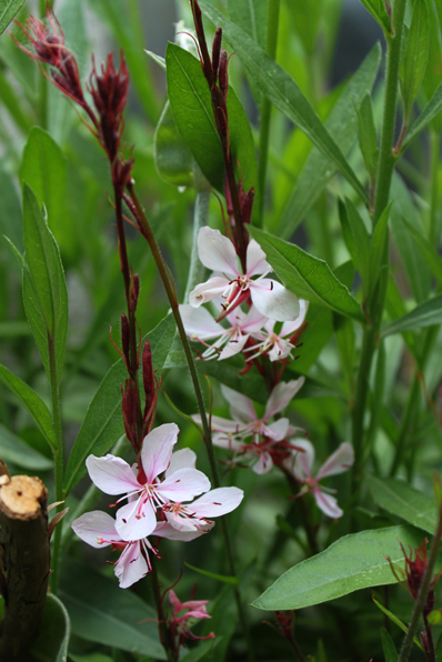gaura
