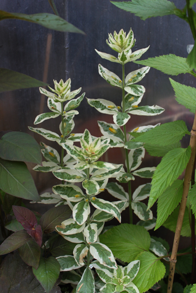Lysimachia