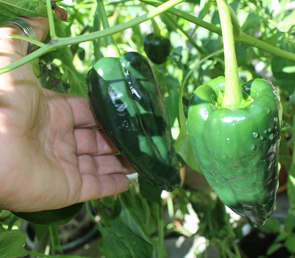 chile Poblano de Puebla 1209.JPG
