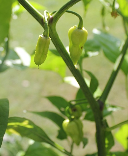 fatalii white 1209.JPG