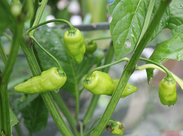 turk s cap 1309.JPG