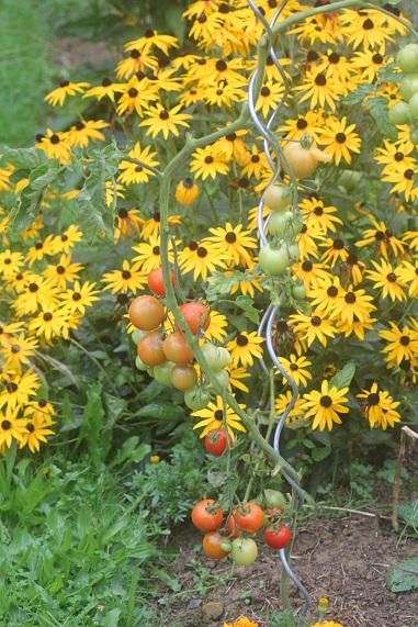 harvest of health 1309.JPG