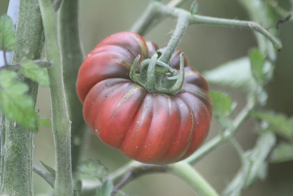 purple calabash 1309.JPG