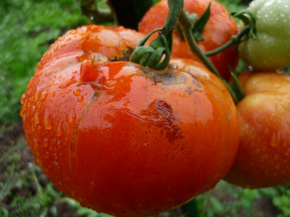 Tomates 001.jpg