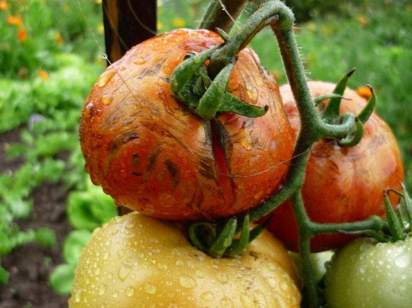 Tomates 002.jpg