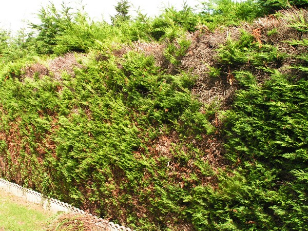 PICT0001.JPG