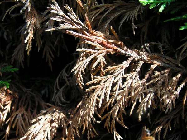PICT0002.JPG