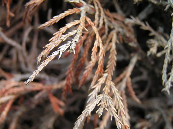PICT0004.JPG