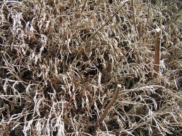 PICT0003.JPG