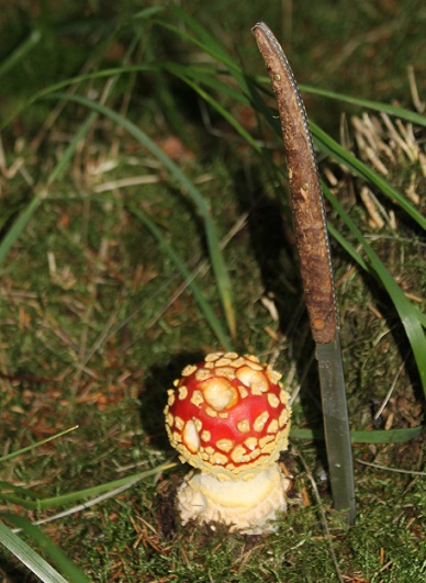 amanite tue mouche 2409.JPG