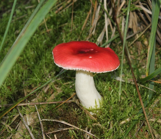russula emetica 2309.JPG