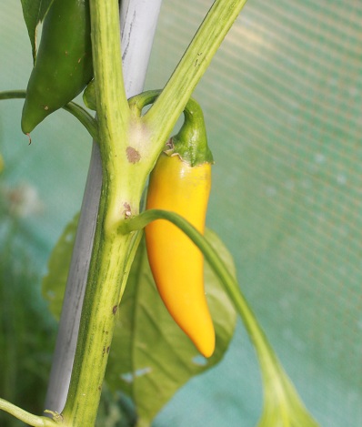 bulgarian carrot 0110.JPG
