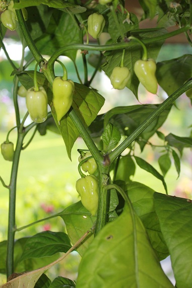 fatalii white 0110.JPG