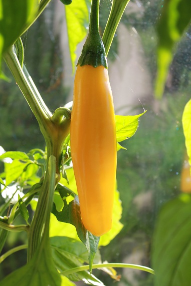 yellox plus 0110.JPG