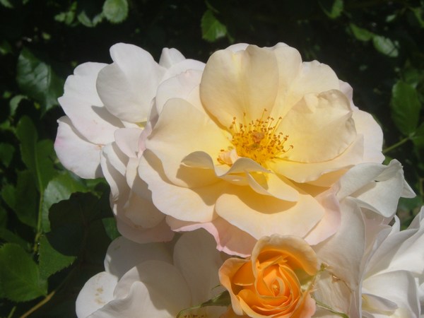 Pas de deux (grimpant trés florifère)