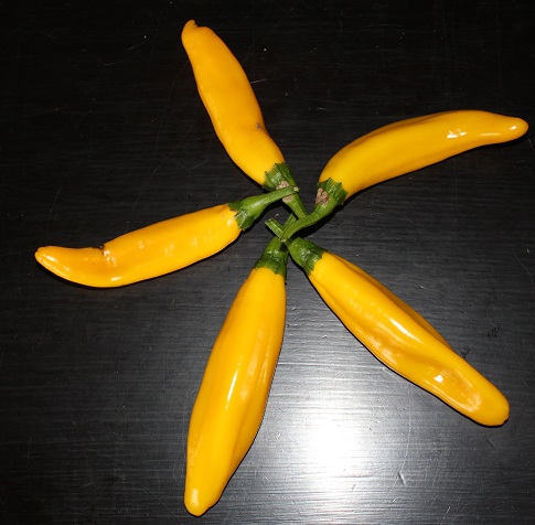 yellow plus 0410.JPG