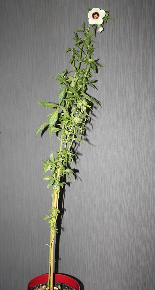 hibiscus cannabinus 0610.JPG
