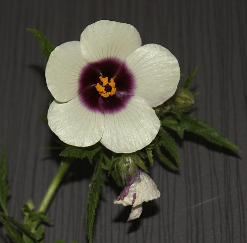 hibiscus cana fleur 0610.JPG