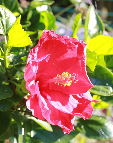 hibiscus rosa sinensis 3009.JPG