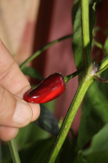 hongrois noir 0710.JPG