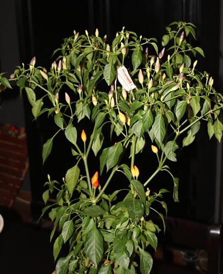 numex twilight 0710.JPG