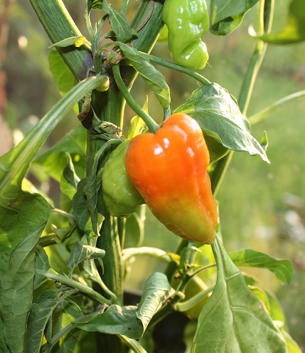 turk s cap 0710.JPG
