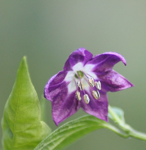 hyper pube fleur 0710.JPG